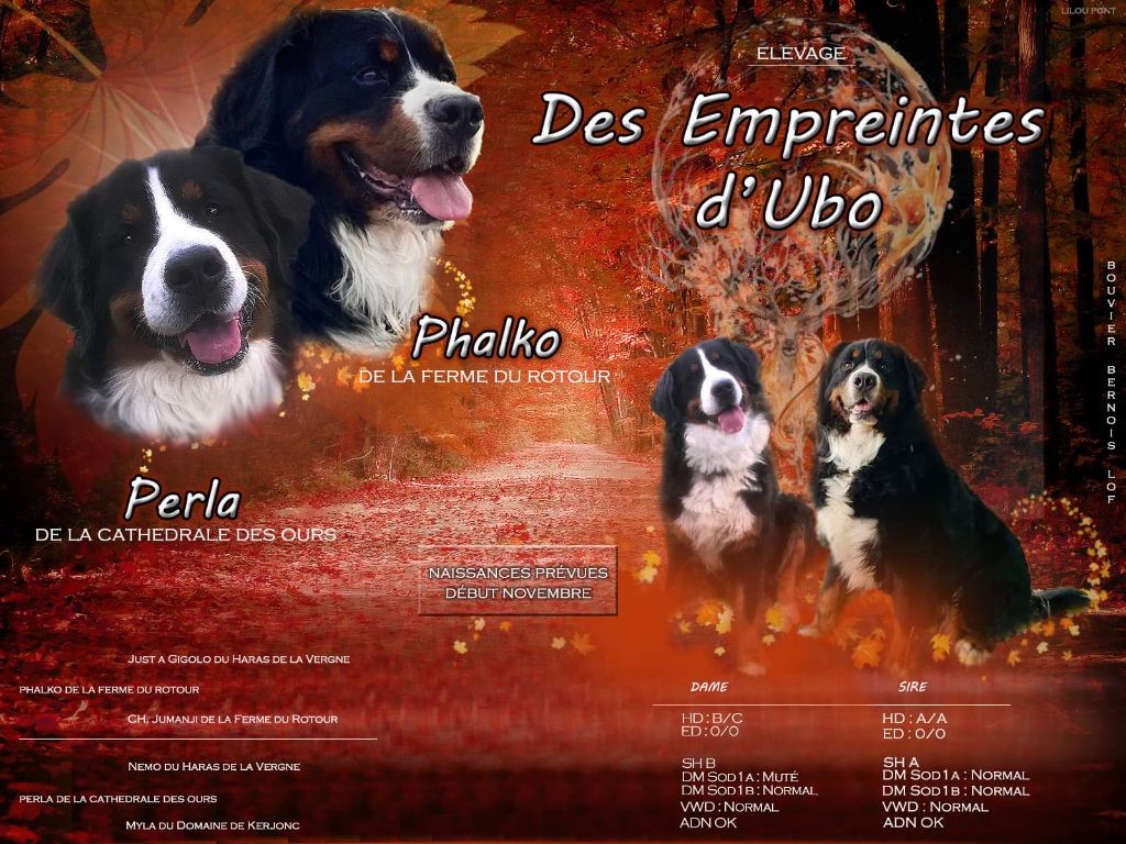 bébés à naître